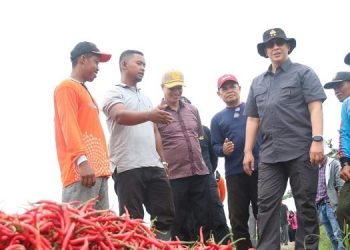 Kapolda Jambi, Irjen Pol Albertus Rachmad Wibowo, meninjau lokasi pertanian cabai di Desa Mekar Jaya (Dok. Istimewa)